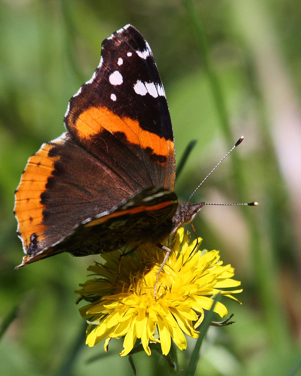 Растение лагурус полевой