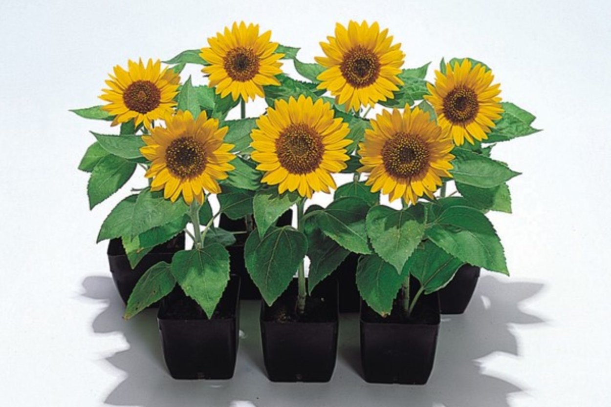 Подсолнух черри Роуз