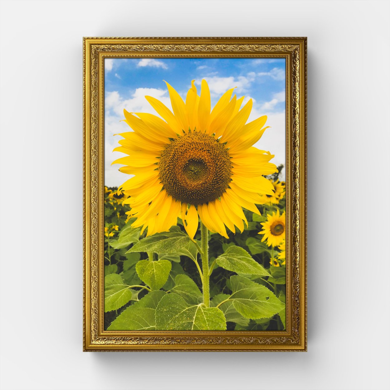 Подсолнечник Глориоза Ивнинг