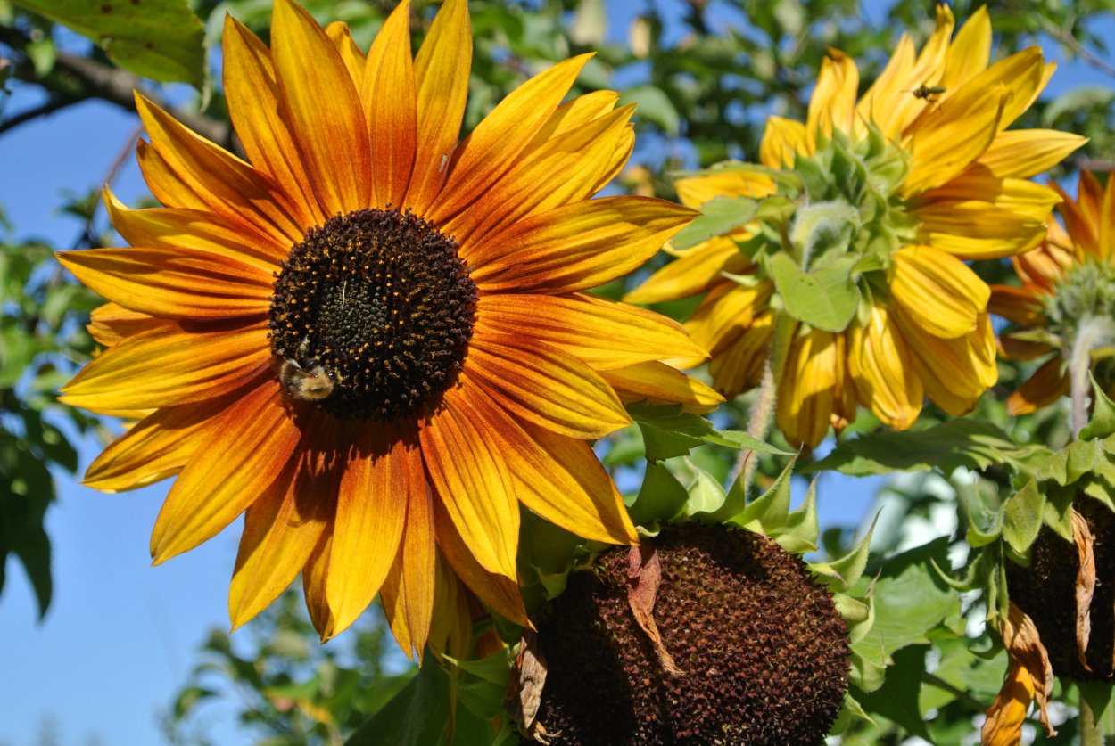 Подсолнух с несколькими головками