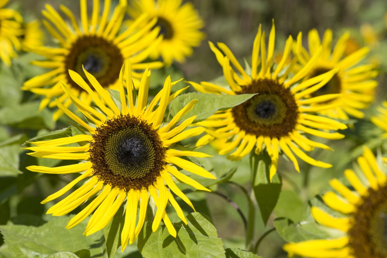 Гелиантус подсолнечник декоративный