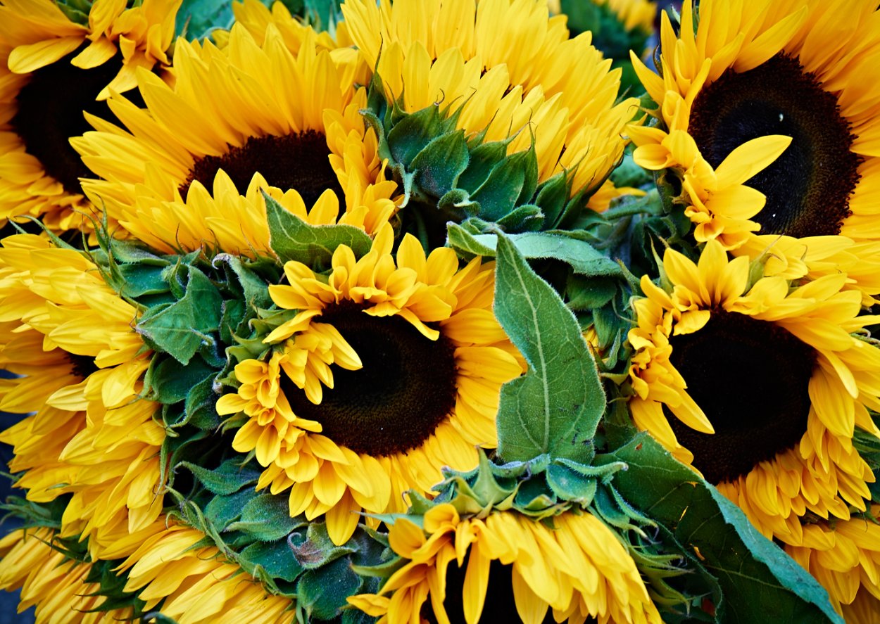 Гелиантус подсолнечник декоративный