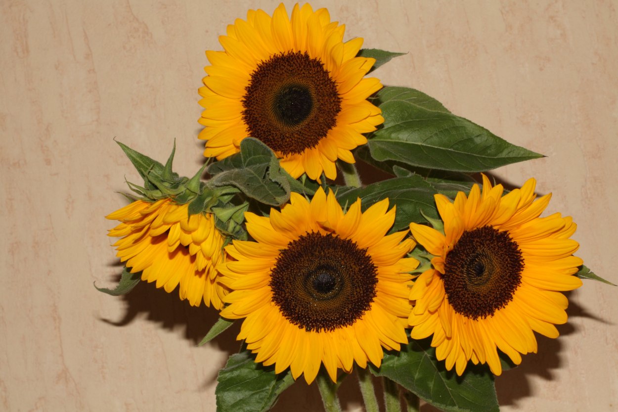 Подсолнечник декоративный Санспот