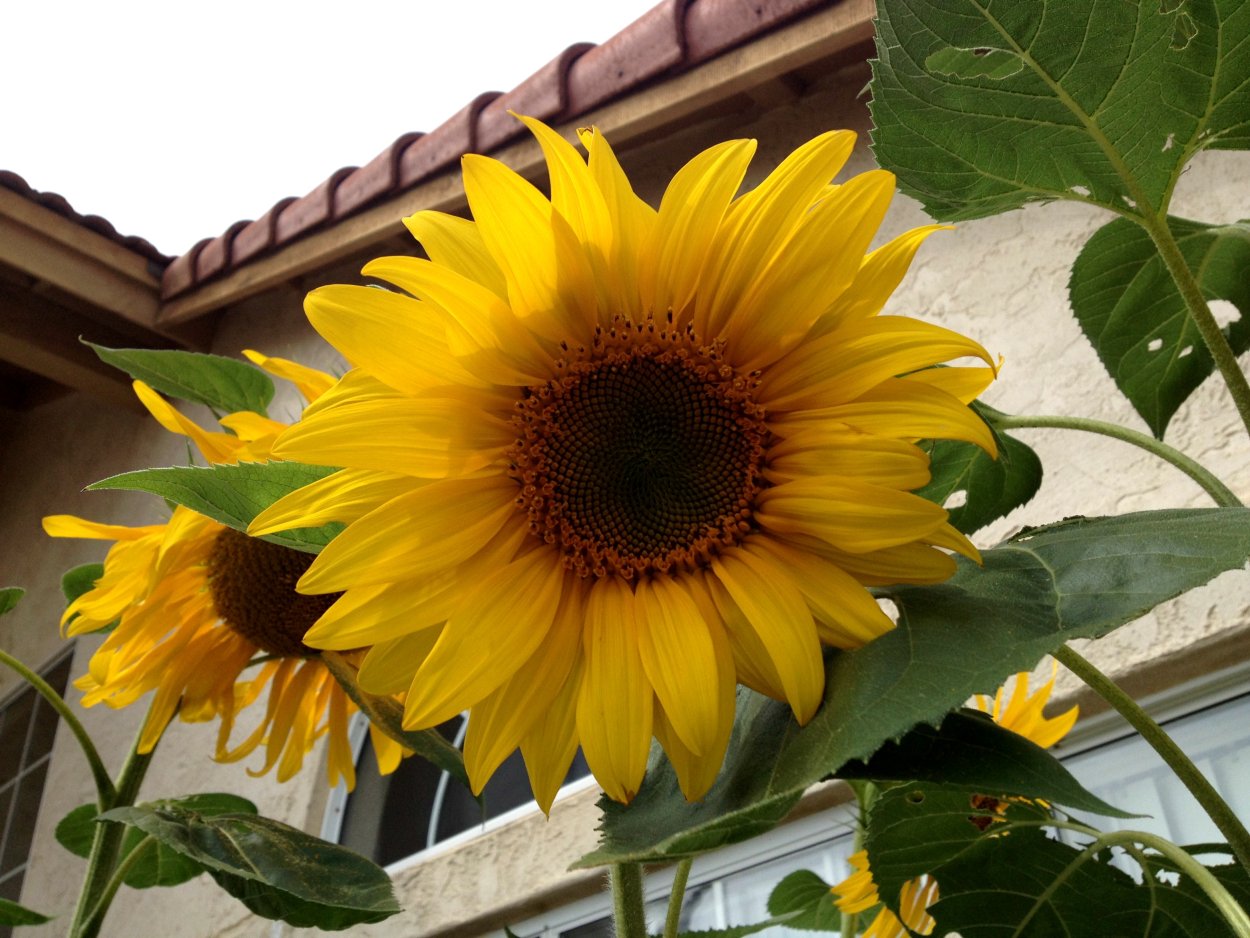 Гелиантус подсолнечник декоративный