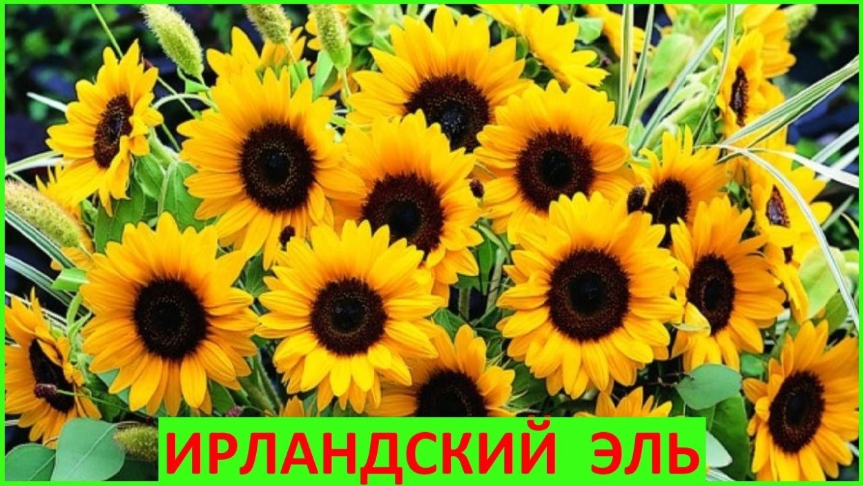 Подсолнечник однолетний смесь окрасок