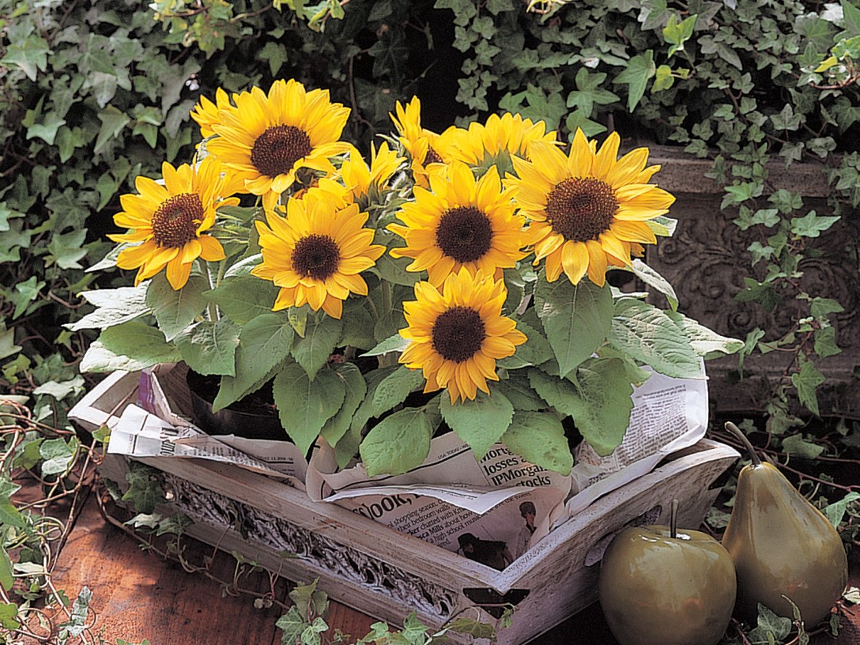 Подсолнечник Мэджик