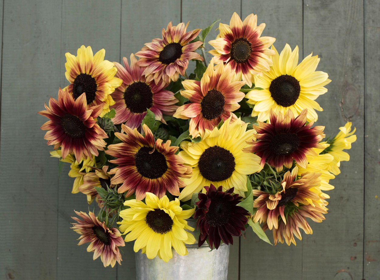 Подсолнухи Голландия сорта