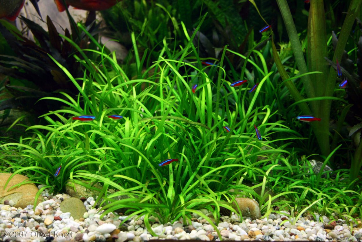 Криптокорина Вендта