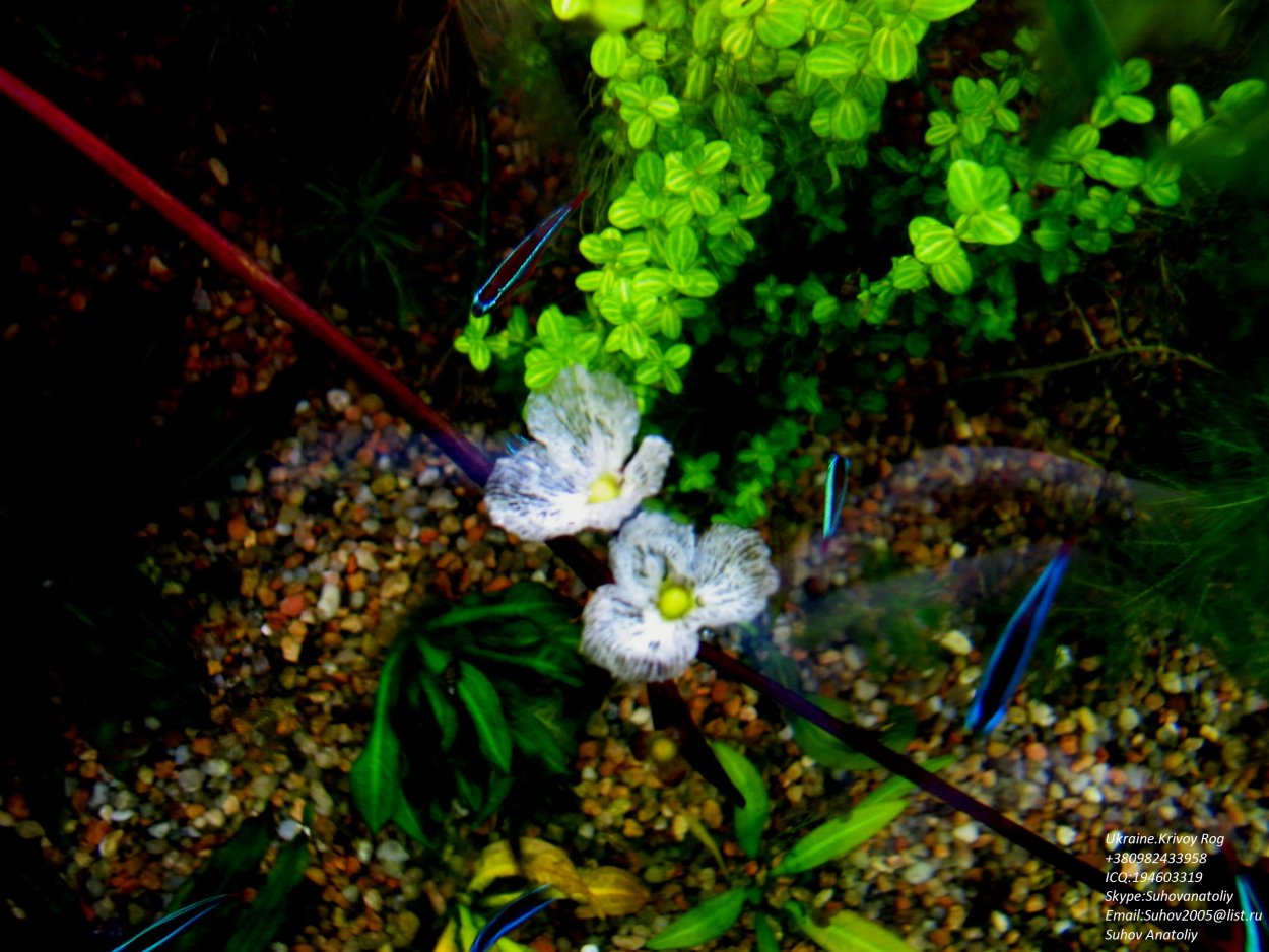 Нимфея тигровая аквариумное