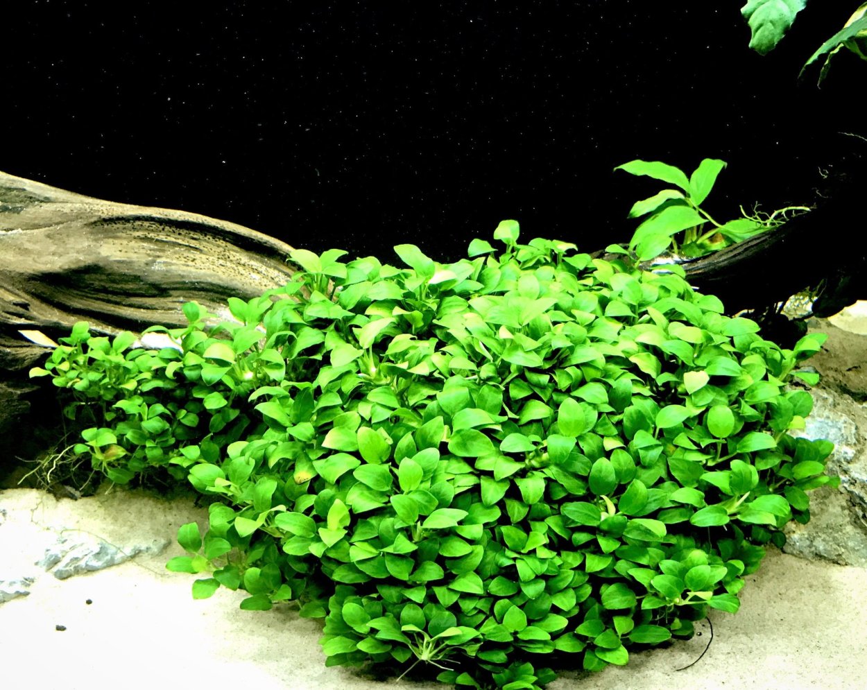 Аквариумные растения из Китая