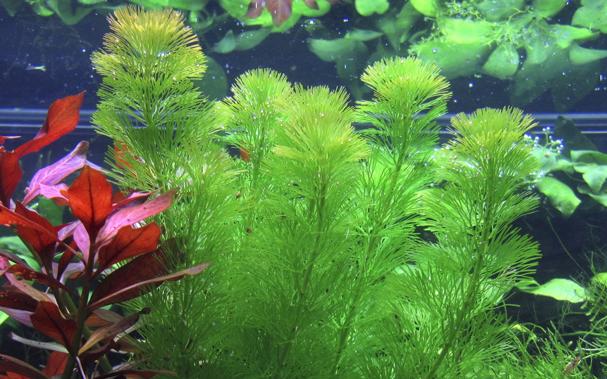 Mini Aquaponics аквариум