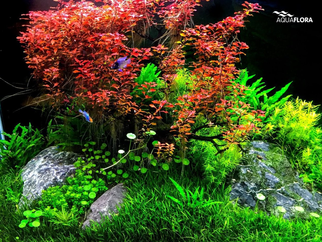 Разновидности аквариумных растений