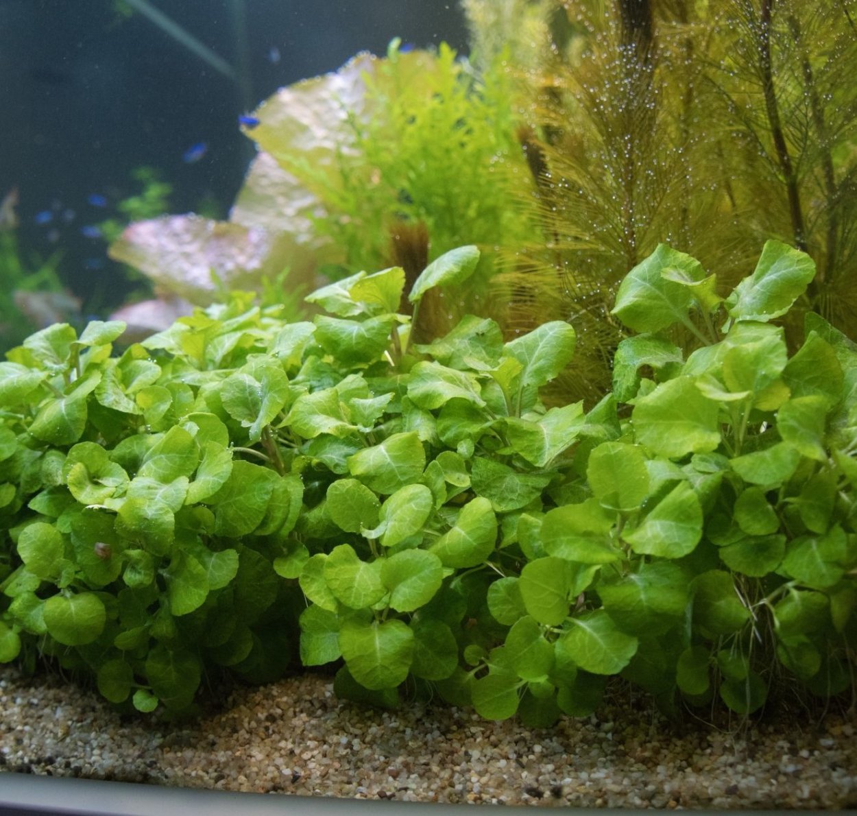 Акваскейп с эхинодорусами