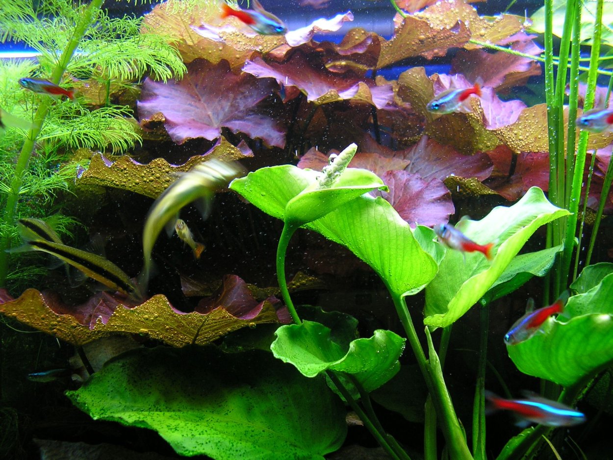 Разновидности аквариумных растений