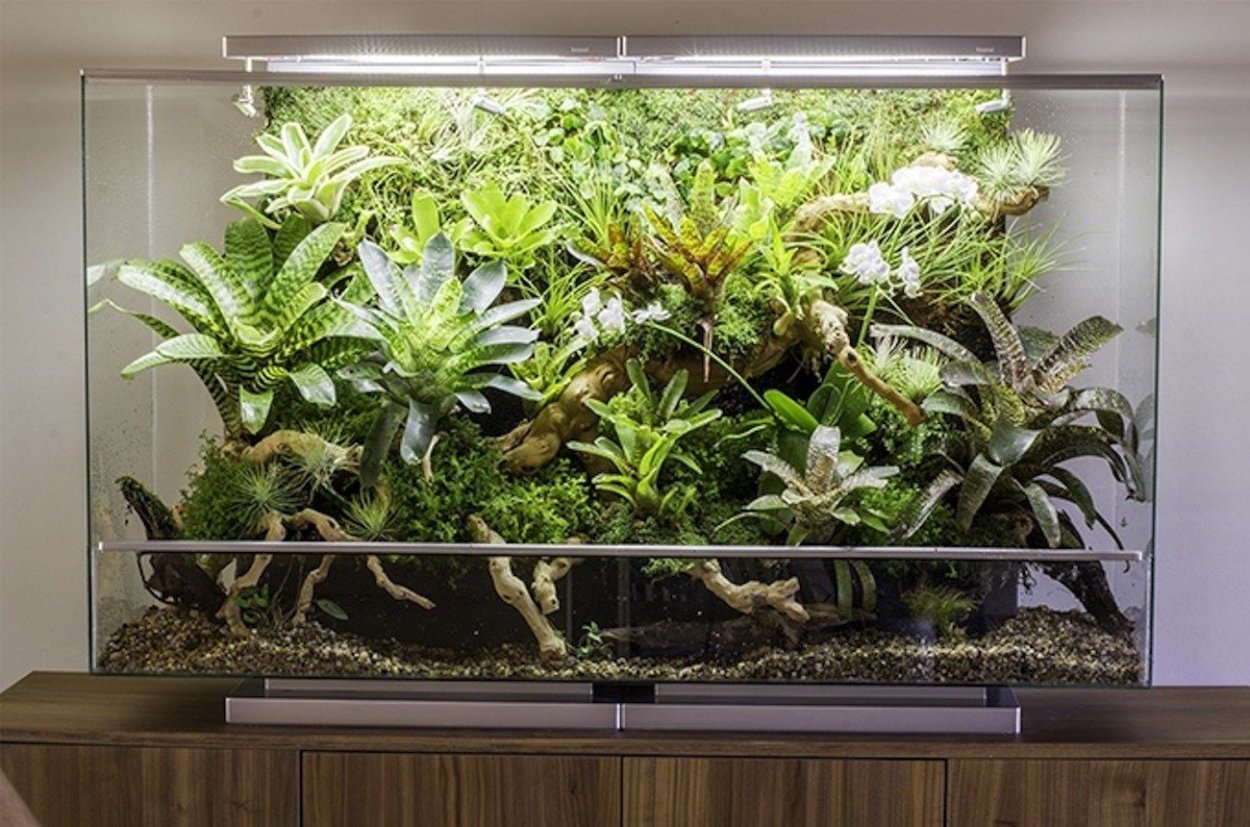 Флорариум плантс