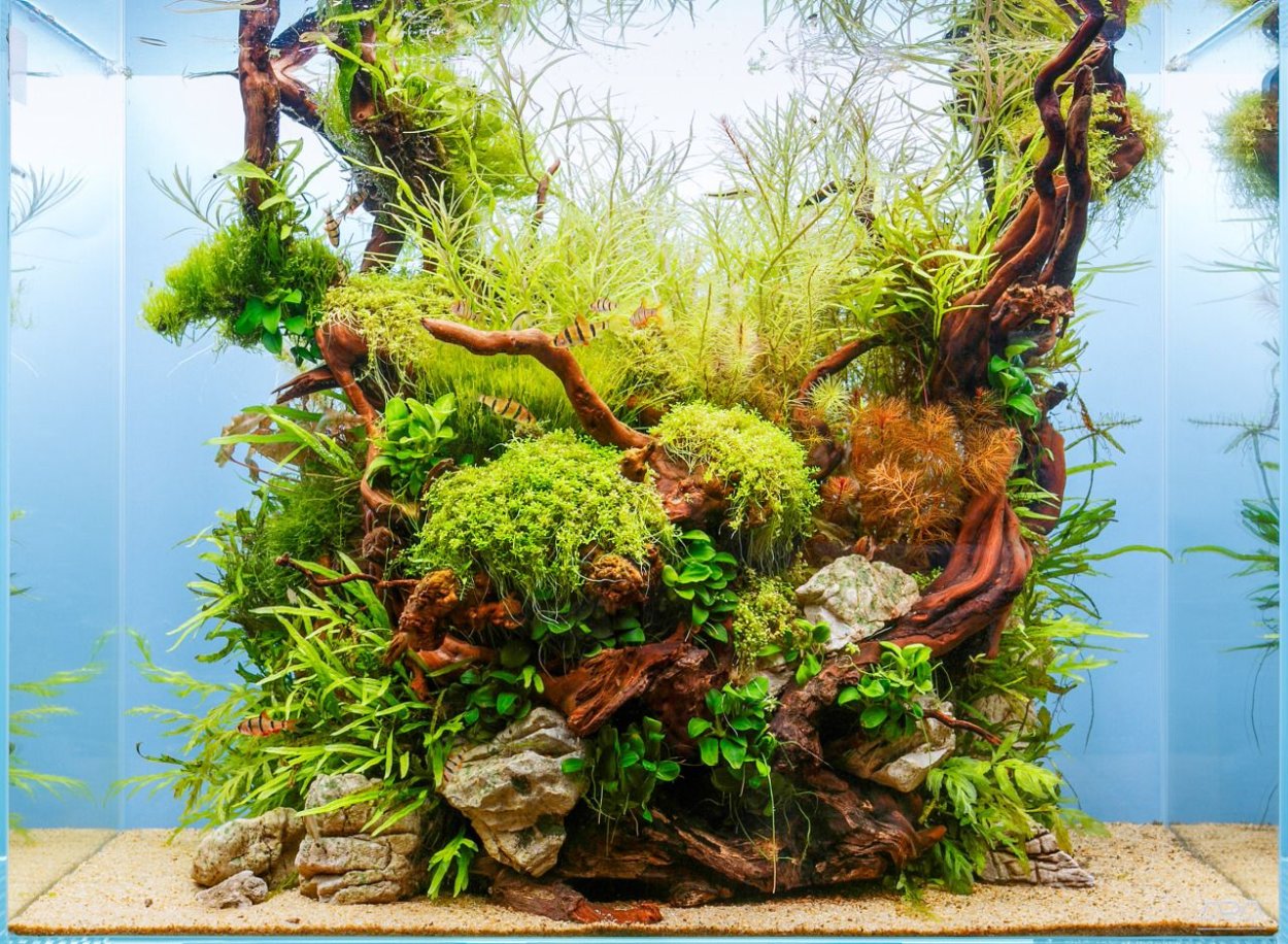 Лобелия кардинальская (Lobelia cardinalis)