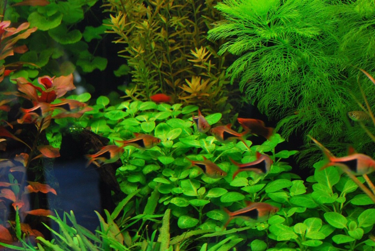 Спатифиллум фитофильтр