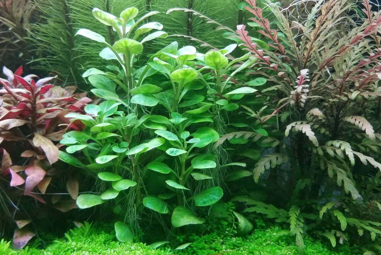 Аквариум палюдариум