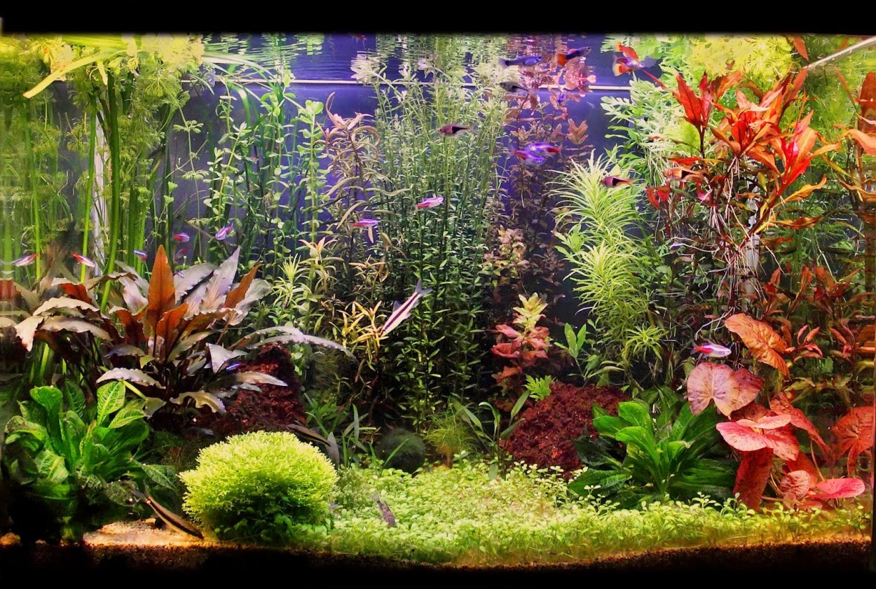 Бакопа Каролинская аквариумное