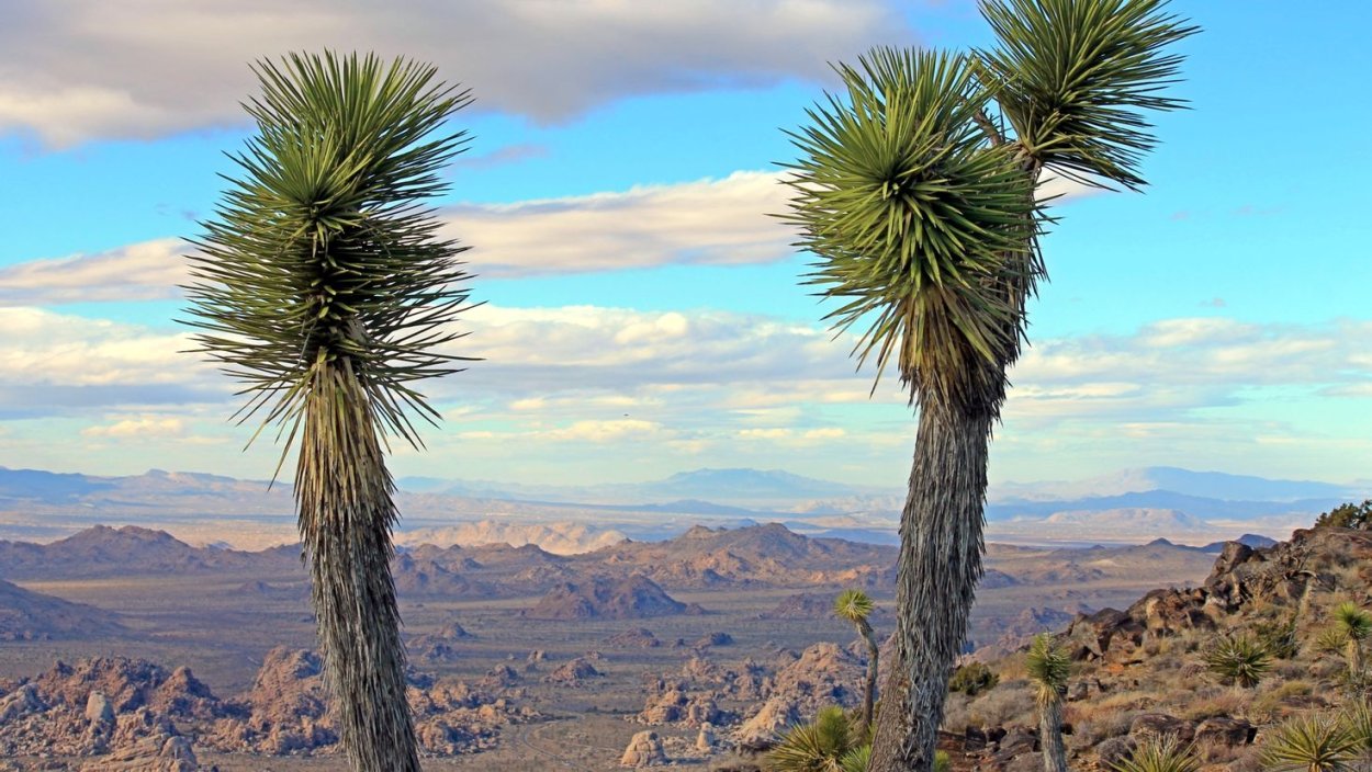 Юкка алоэлистная (Yucca aloifolia)