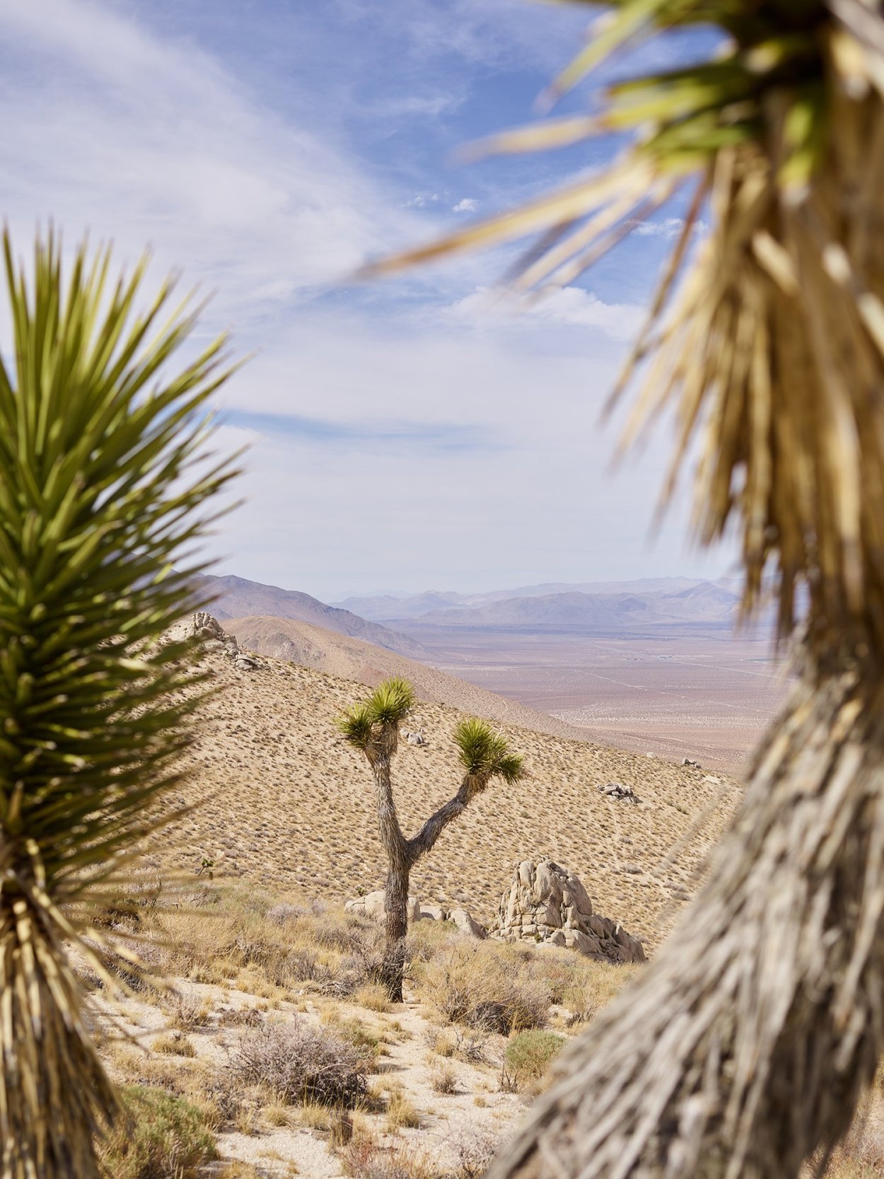 Юкка в Крыму