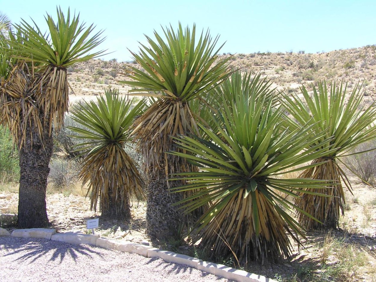 Yucca schidigera