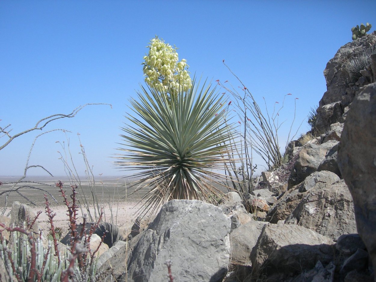 Dracaena Draco фрукт