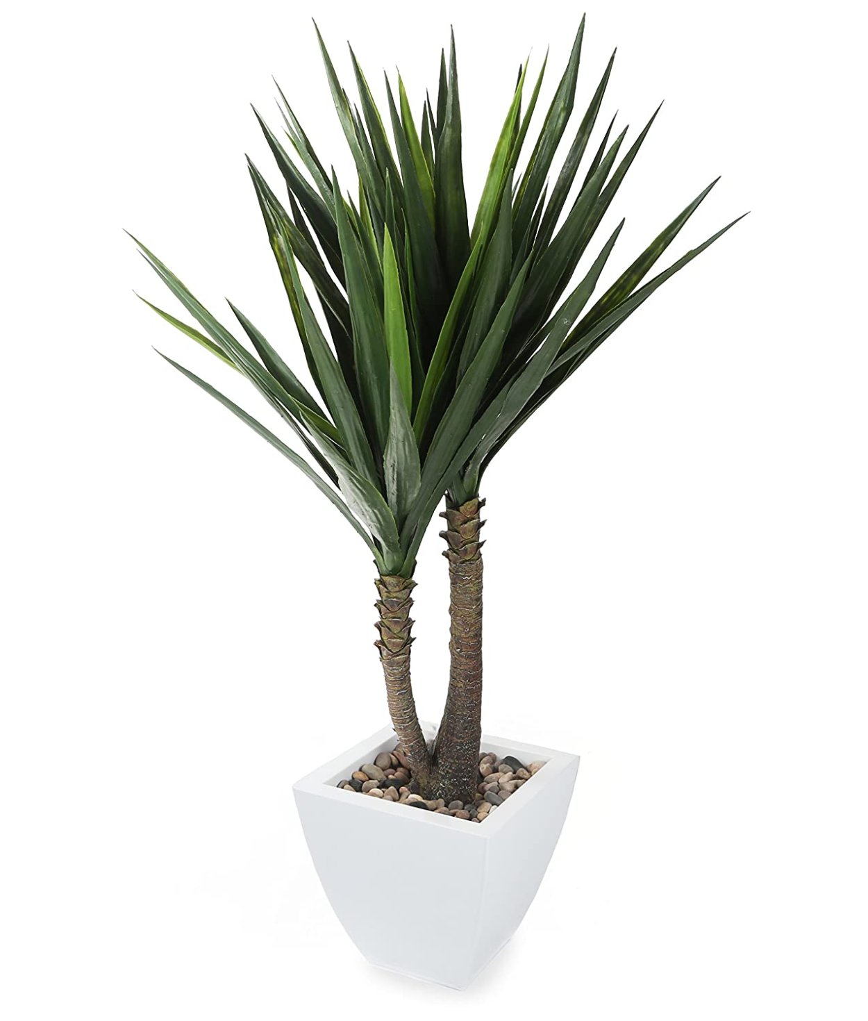 Cordyline Australis
