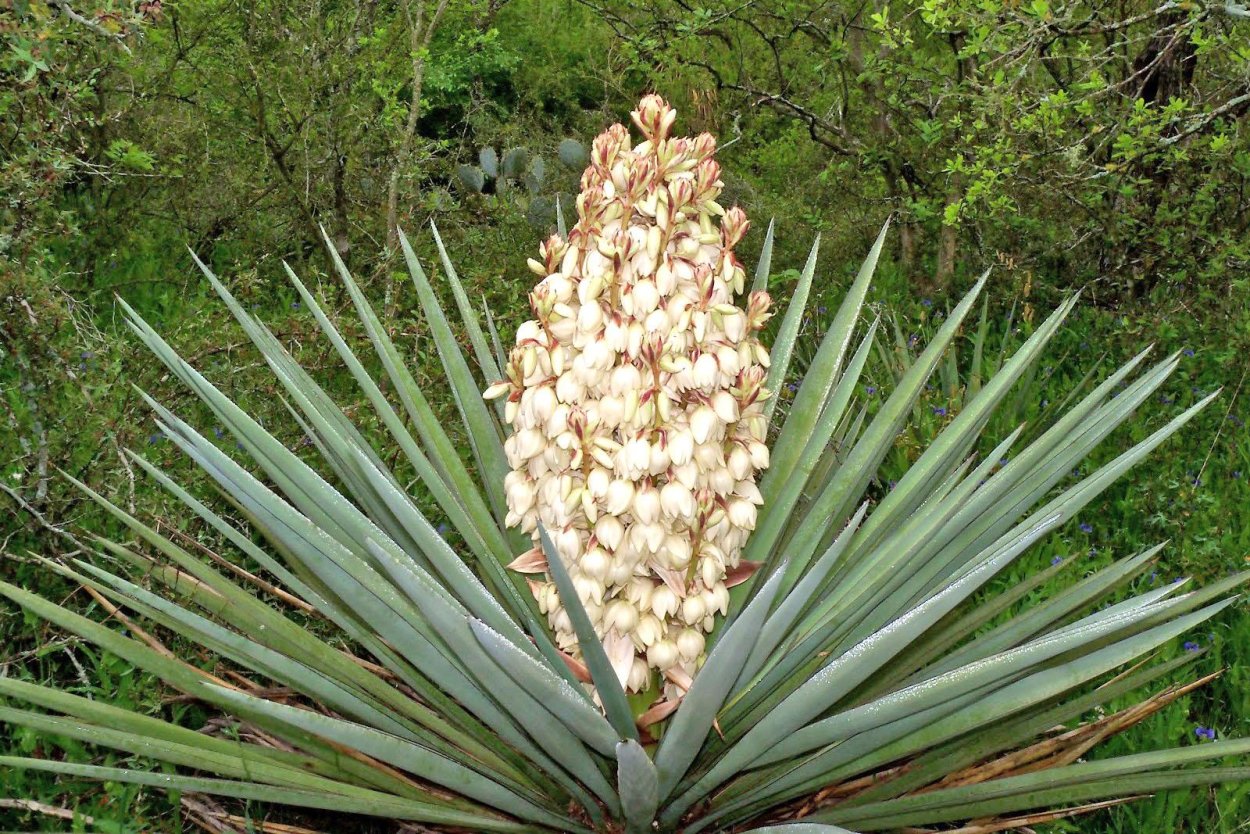 Юкка отвороченнолистная (Yucca recurvifolia)