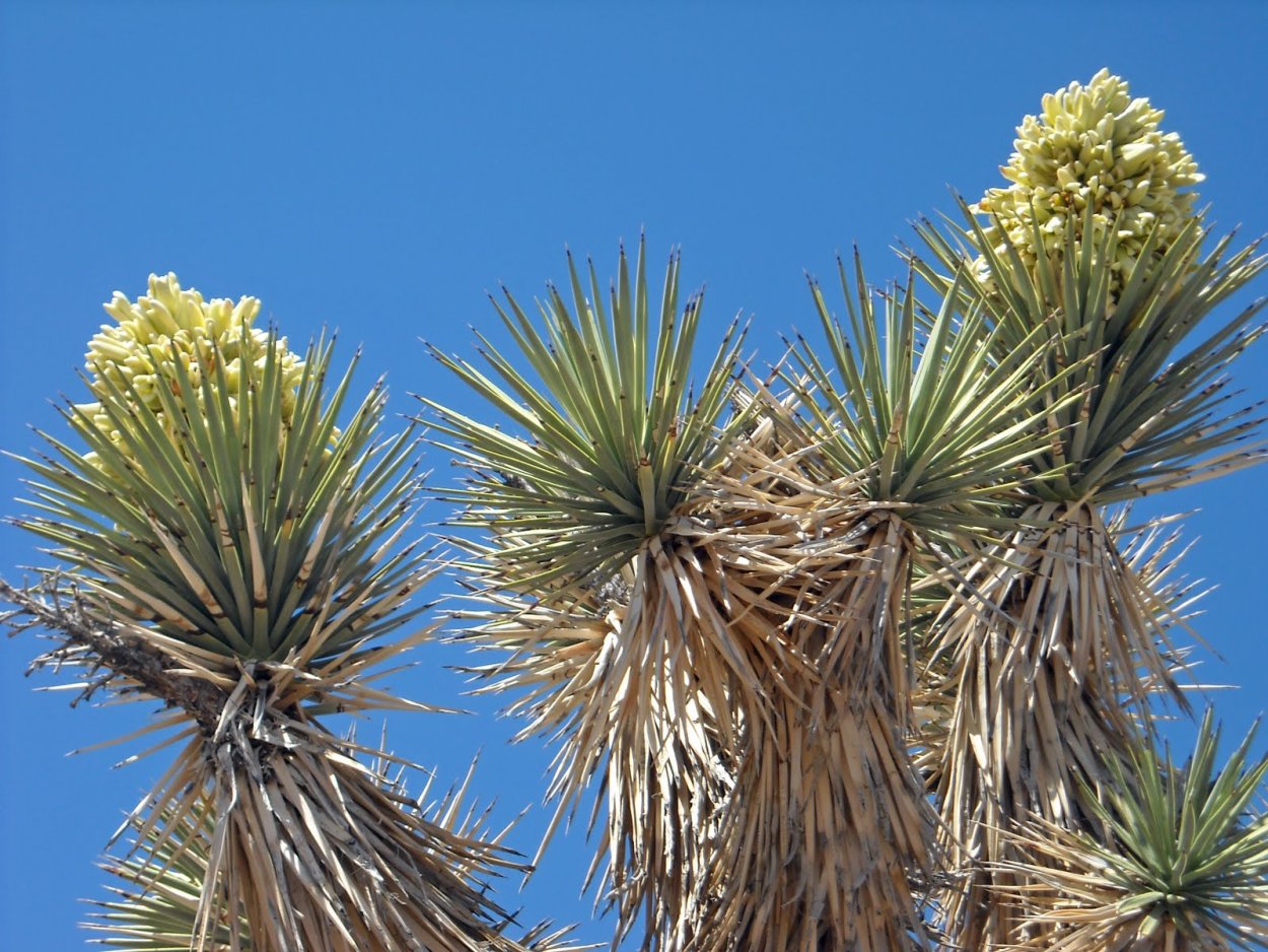 Юкка Виппла