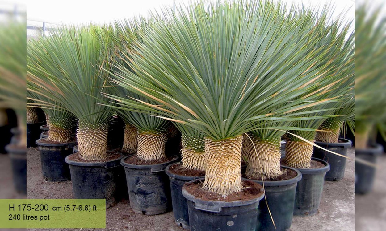 Юкка Yucca filamentosa