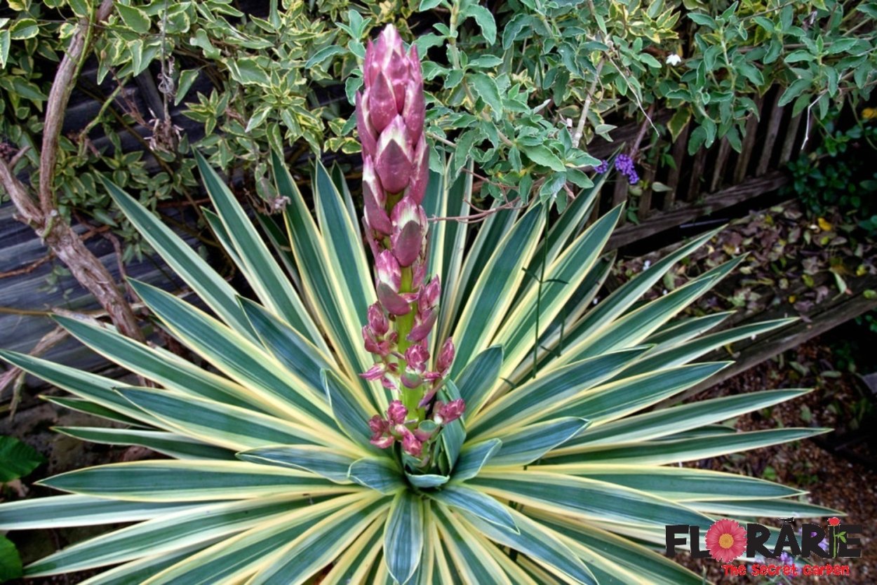 Yucca rostrata