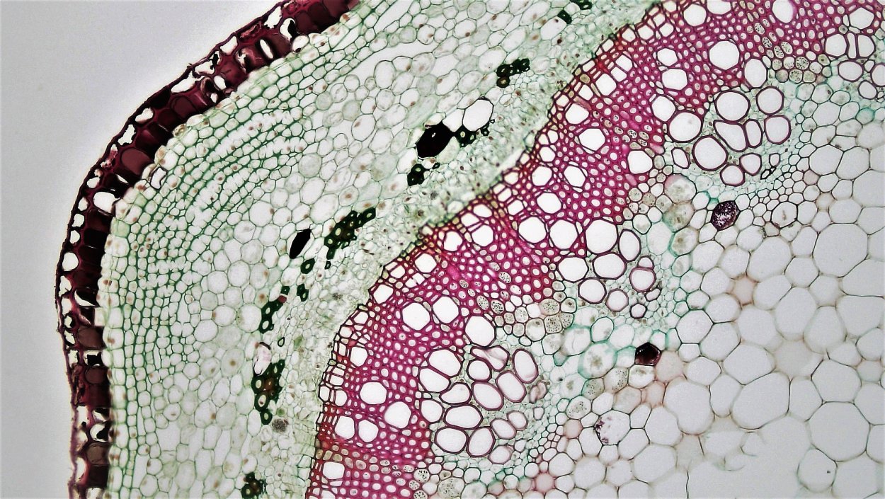 Поперечный срез стебля под микропрепаратом