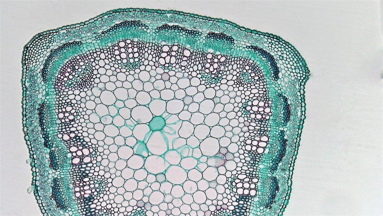 Поперечный срез стебля хлорофитума