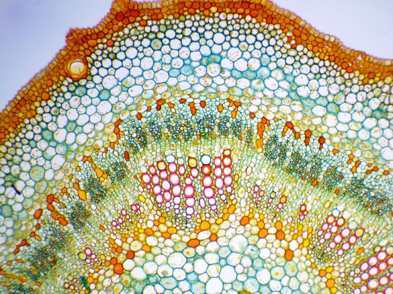 Поперечный срез стебля под микроскопом