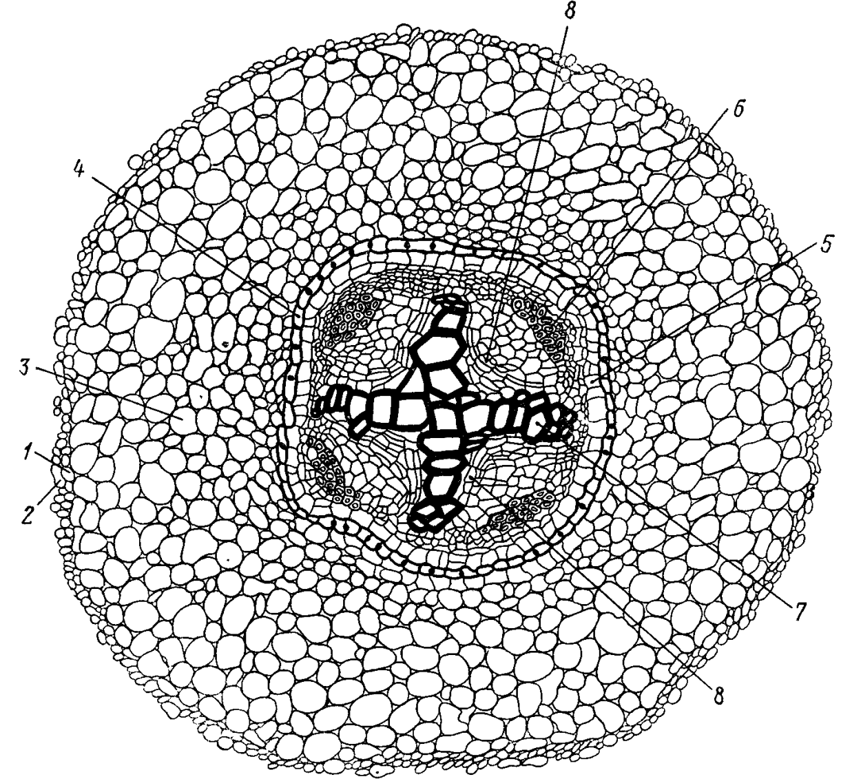 Микроскопия склеренхима