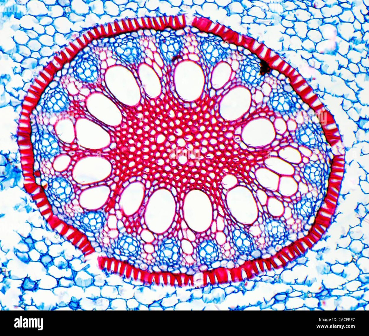 Поперечный срез корня однодольного