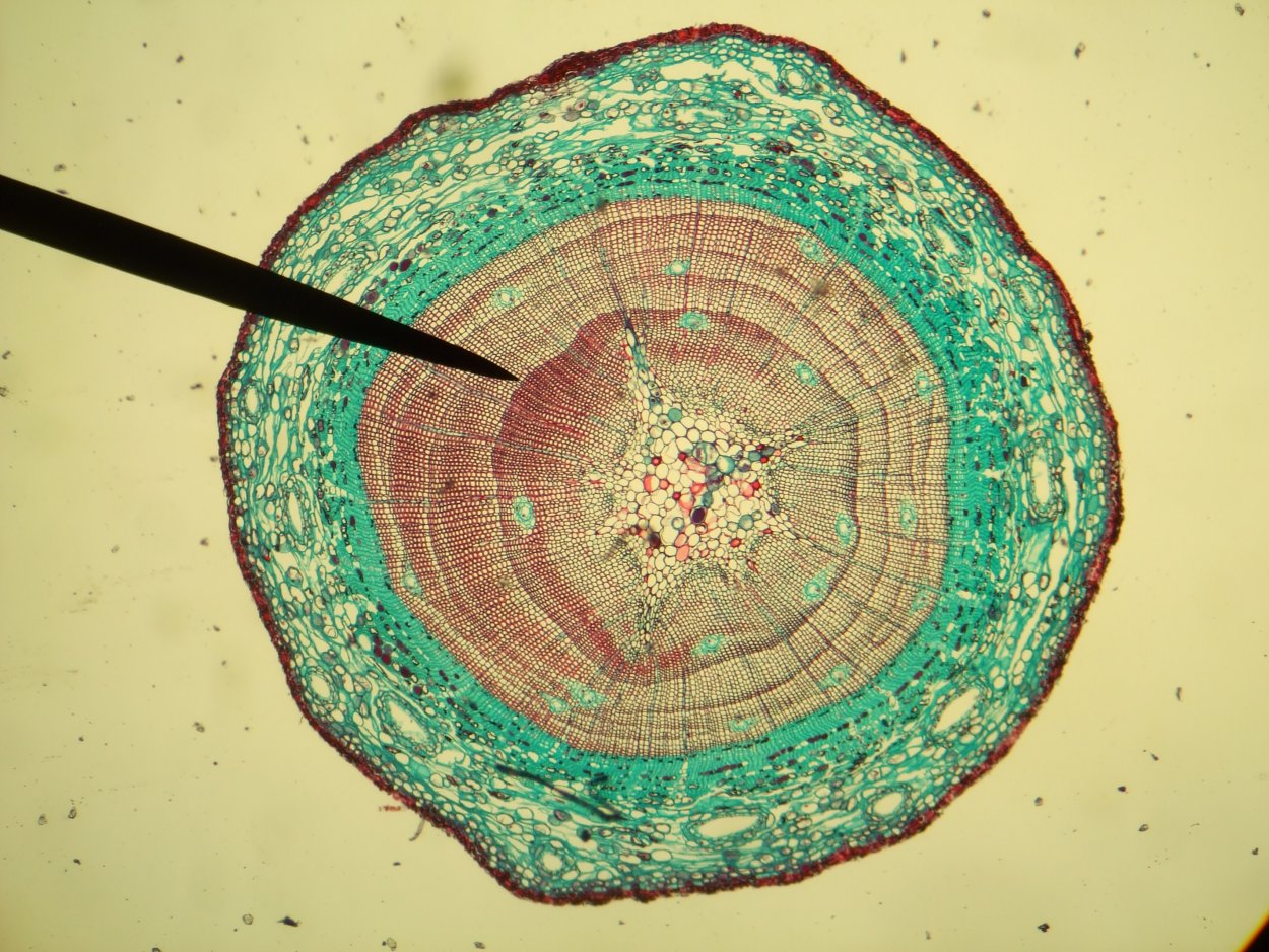 Поперечный срез стебля хвойных