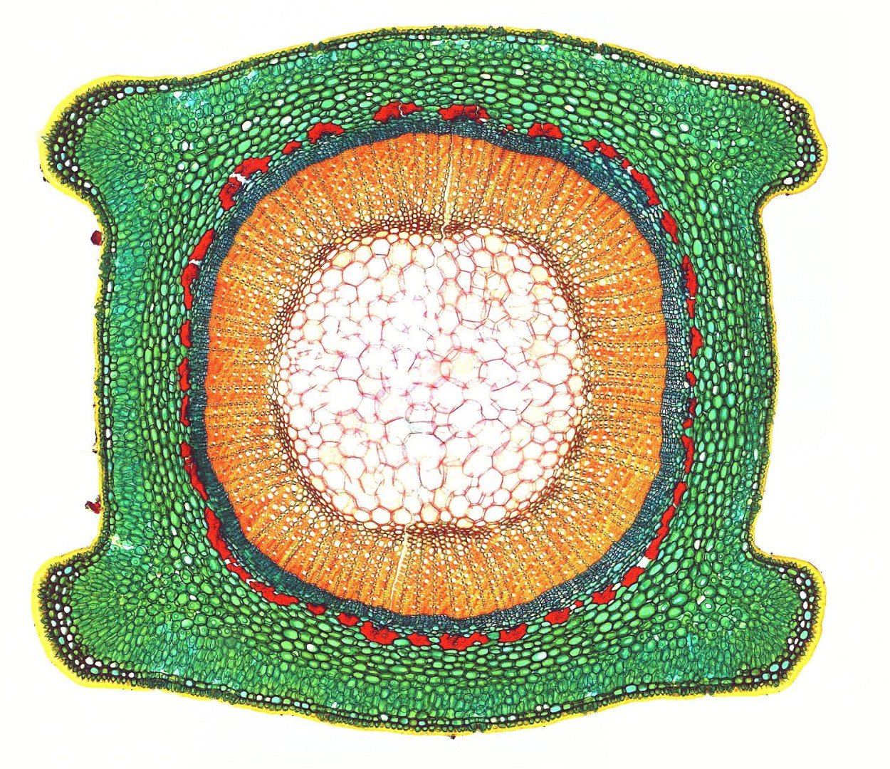 Срез растения