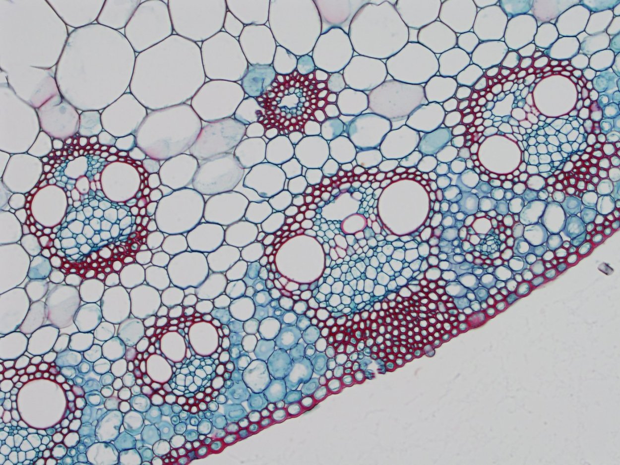 Стебель кирказона микроскопия