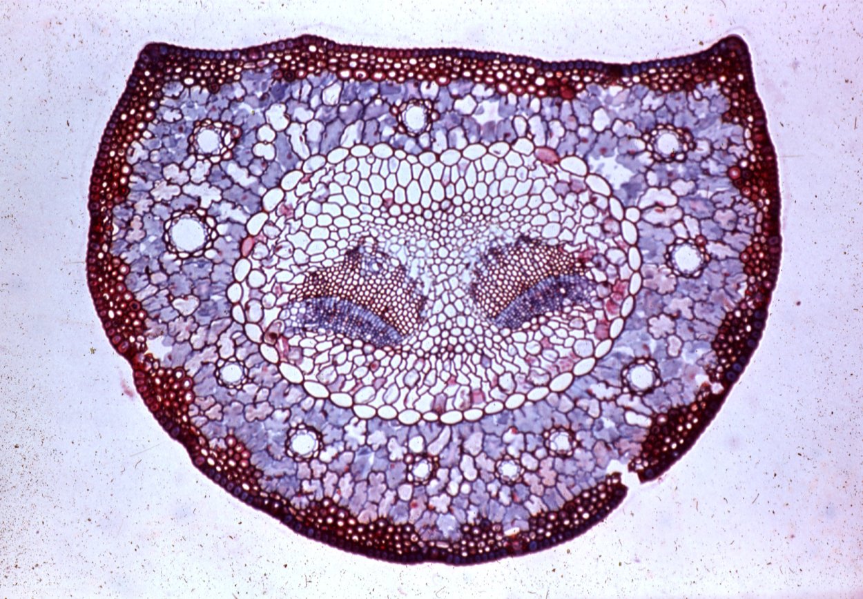 Молекула ТГК под микроскопом