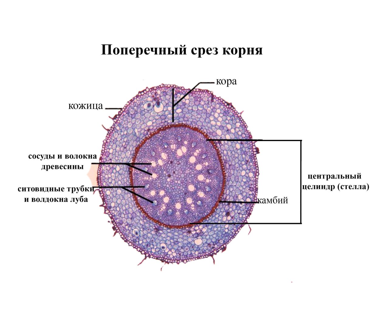 Сруб дерева