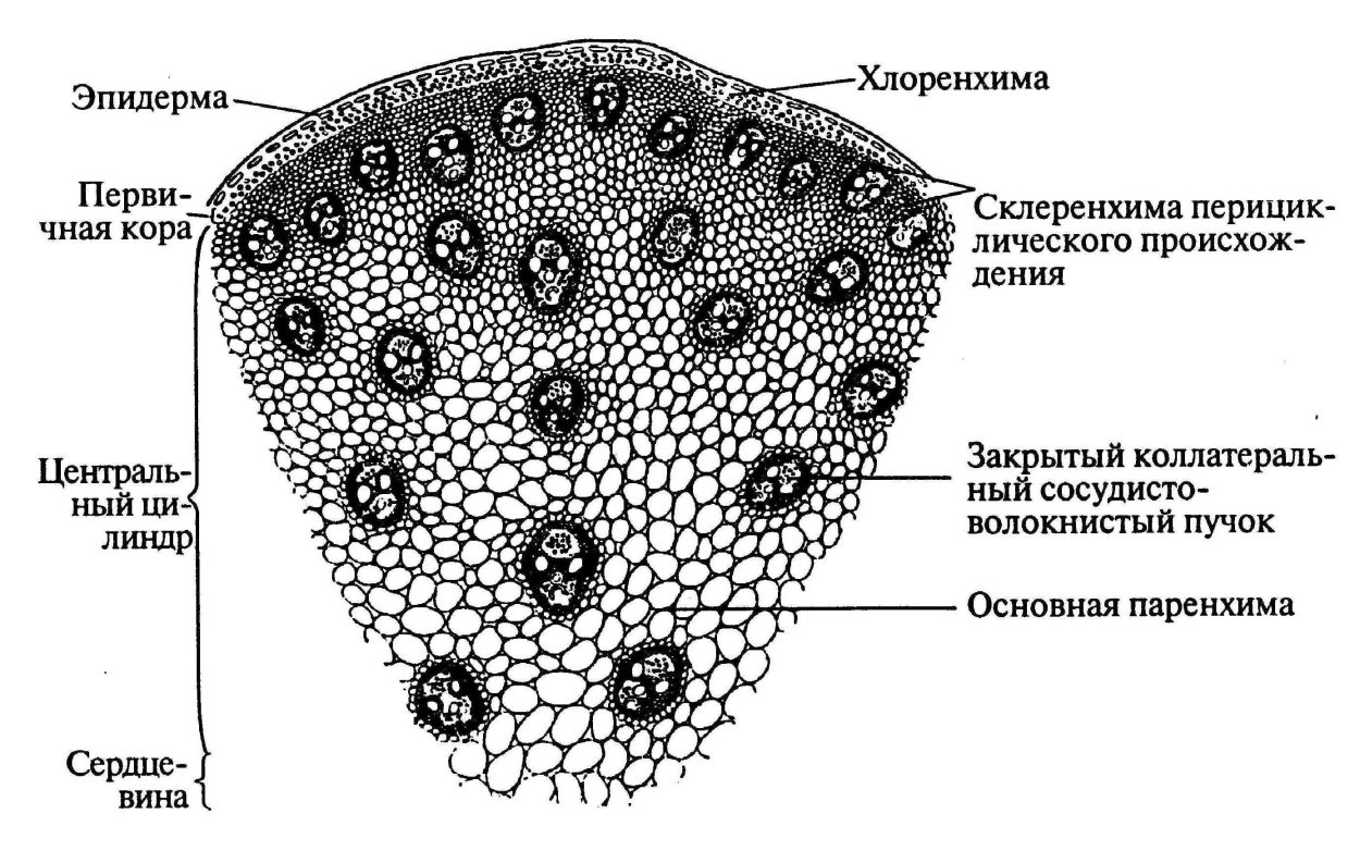 Строение поперечного среза древесного стебля