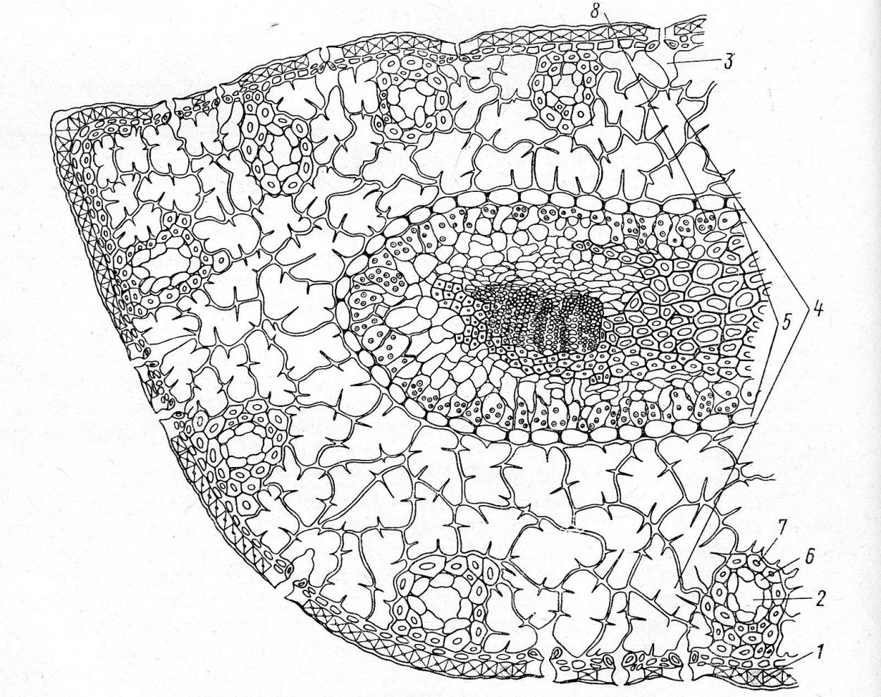 Поперечный срез стебля кирказона