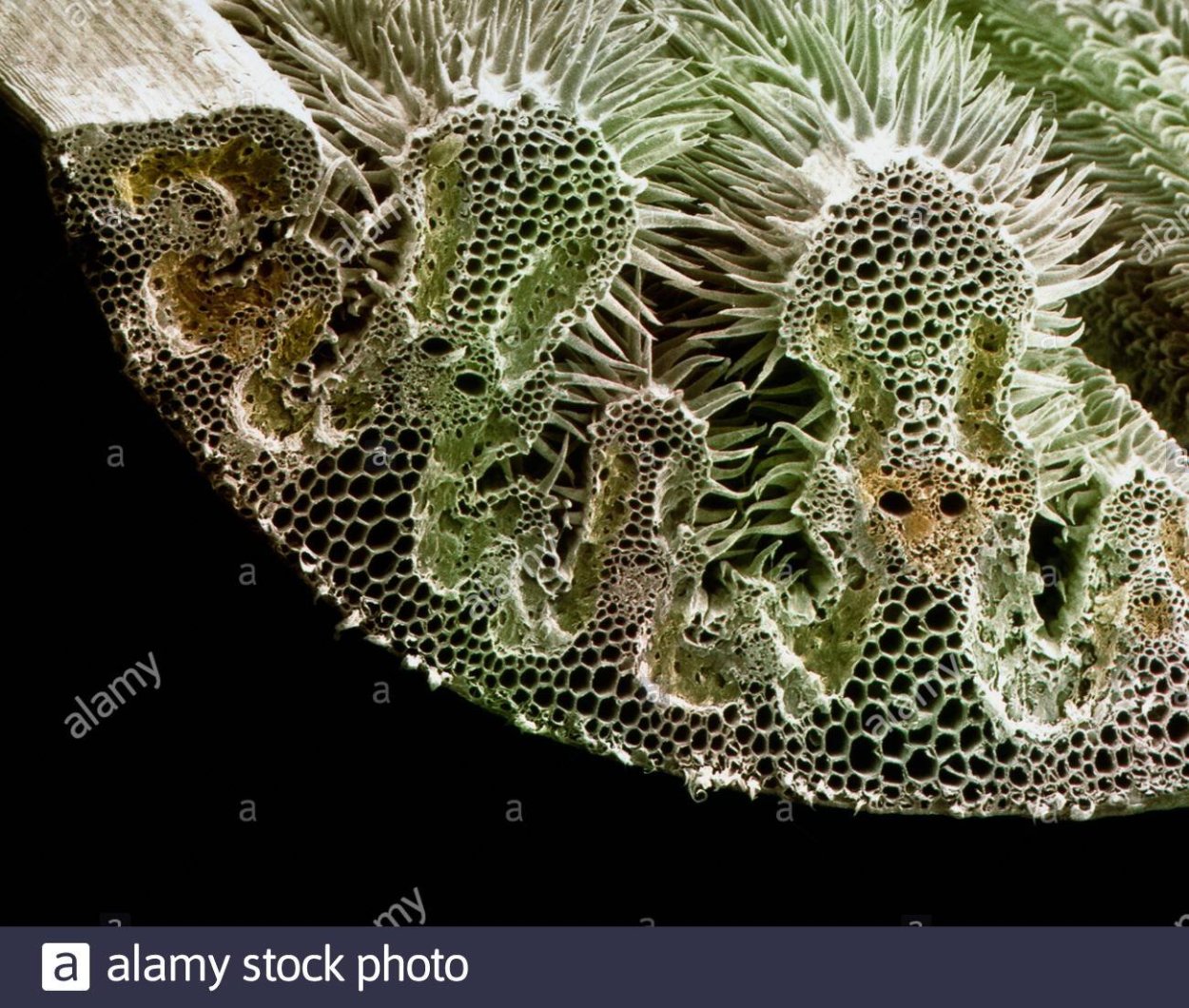 Ткани растений микропрепараты