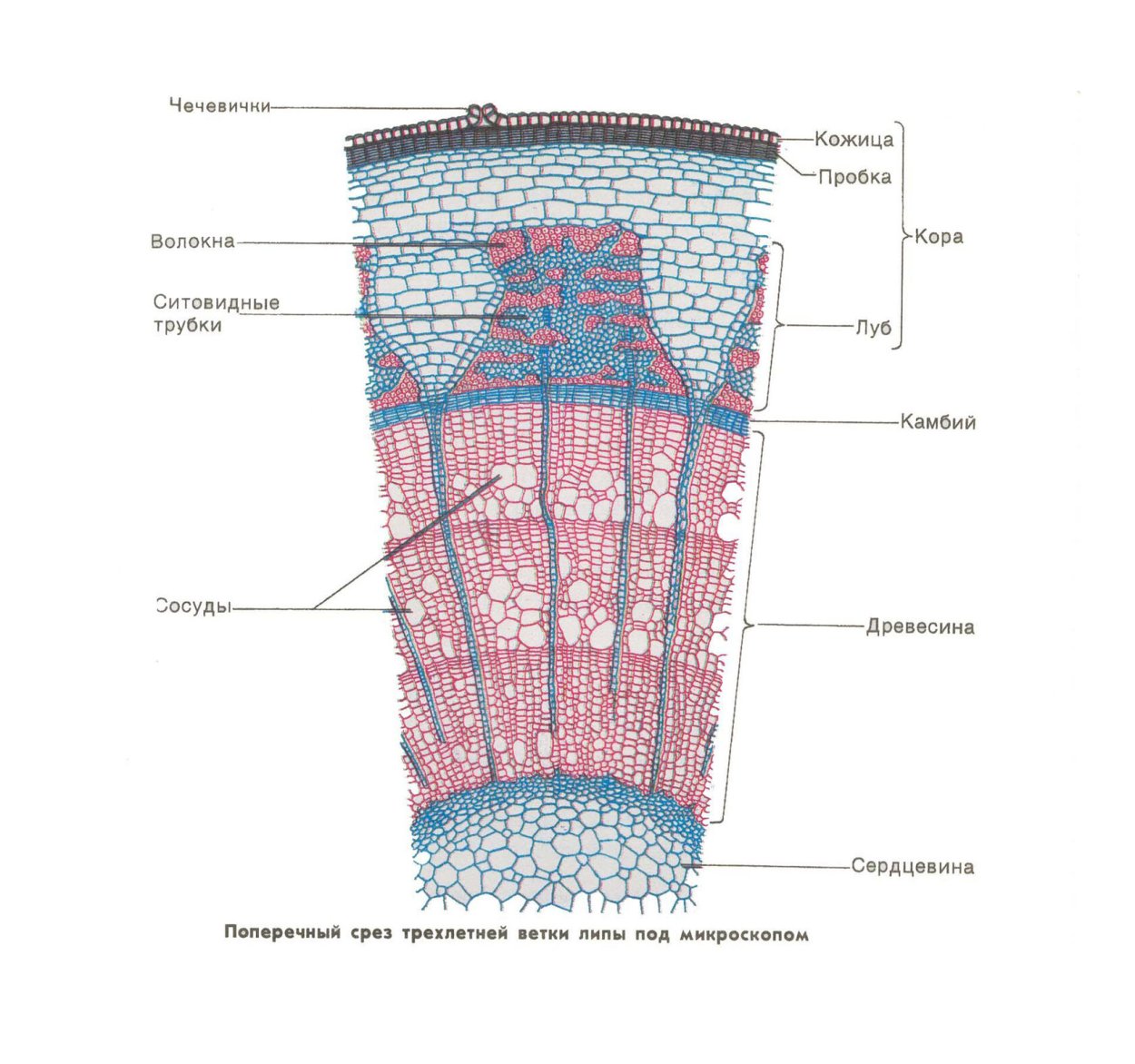 Поперечный срез стебля микроскоп