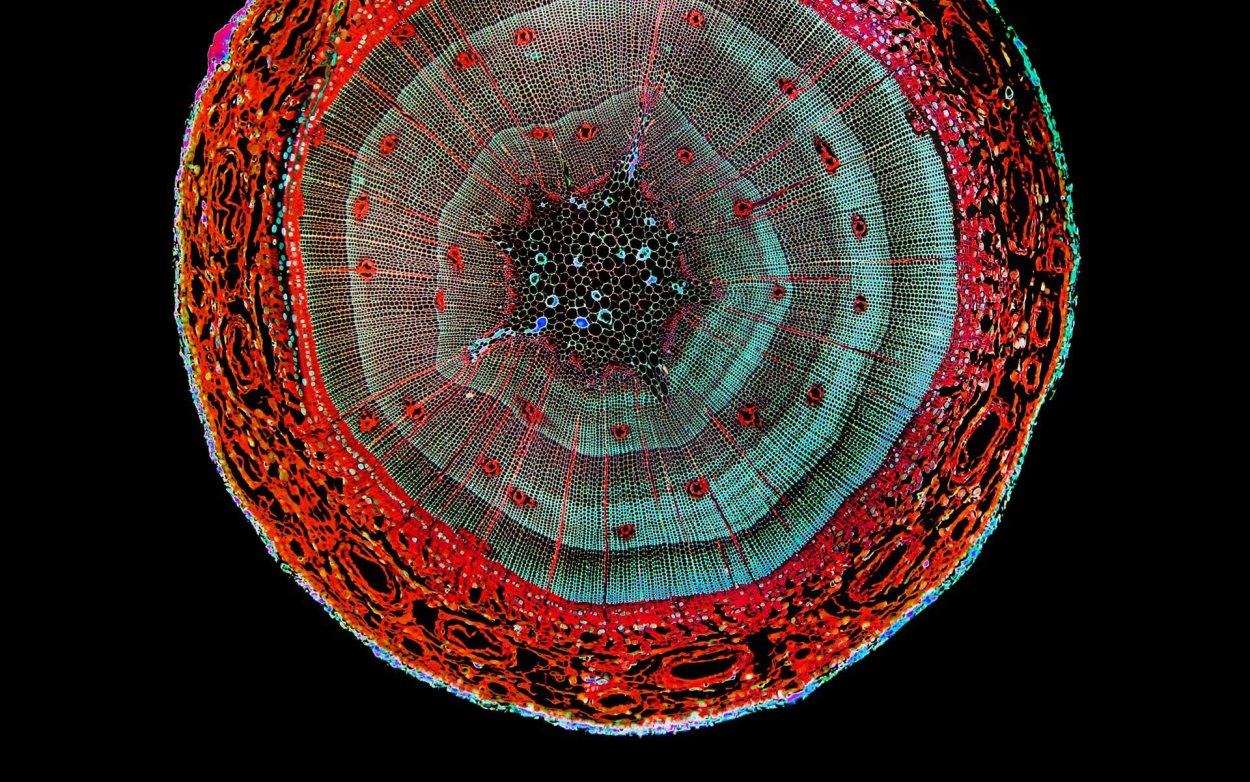 Микрофотография поперечного среза хвои сосны