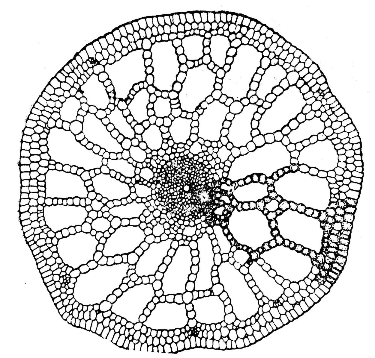 Поперечный срез стебля традесканции