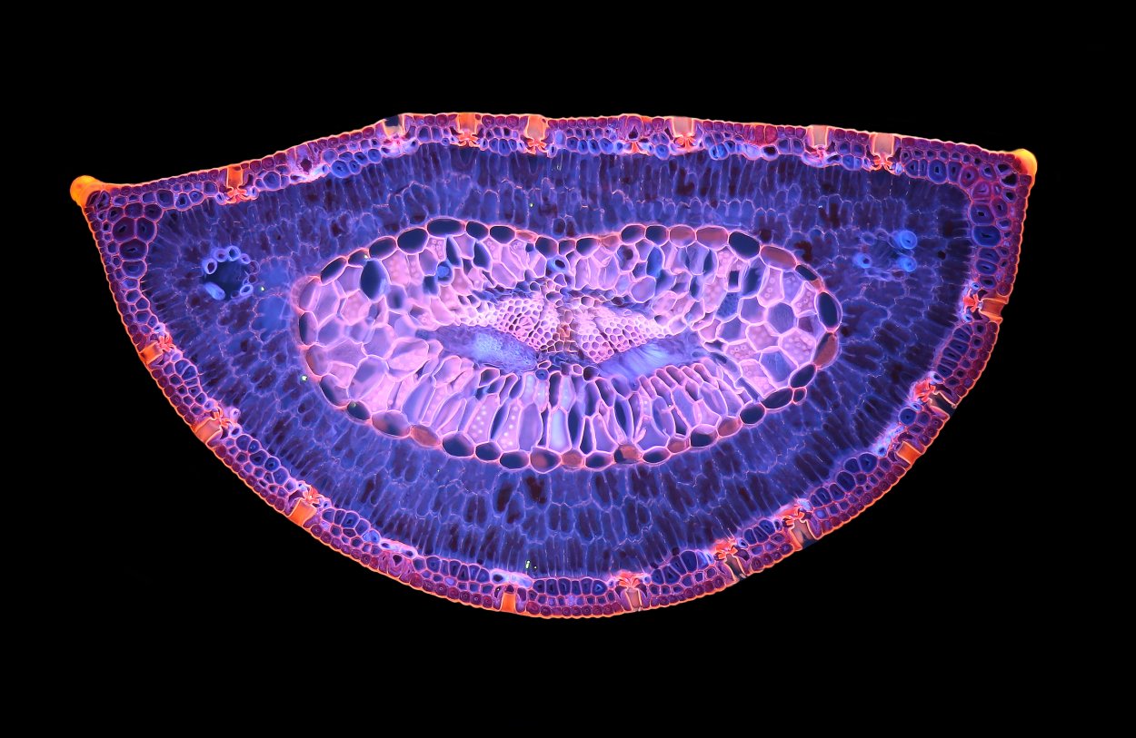 Микрофотографии тканей растений