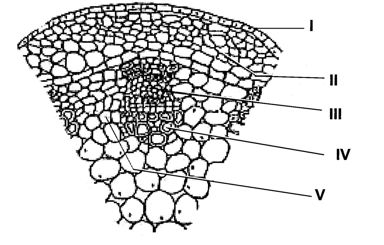 Внутреннее строение листа микропрепарат